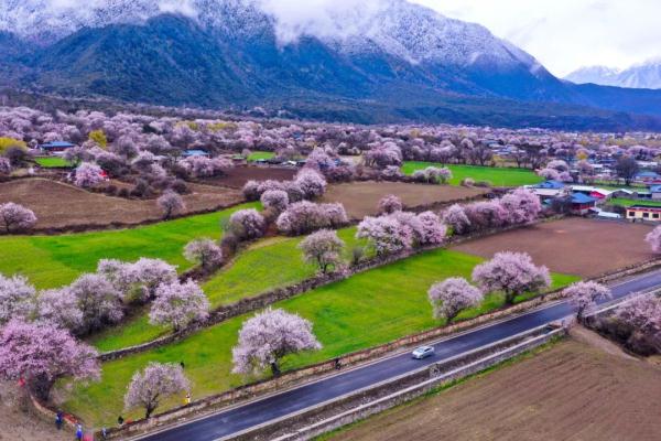 人間桃花源！林芝桃花有多絕？