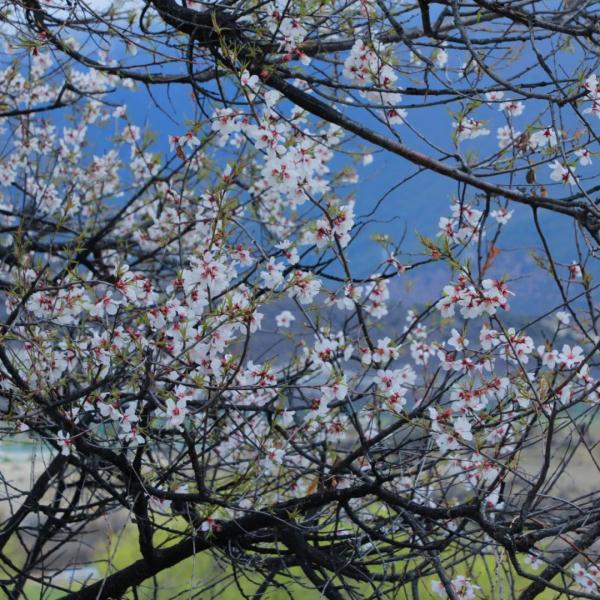 人間桃花源！林芝桃花有多絕？