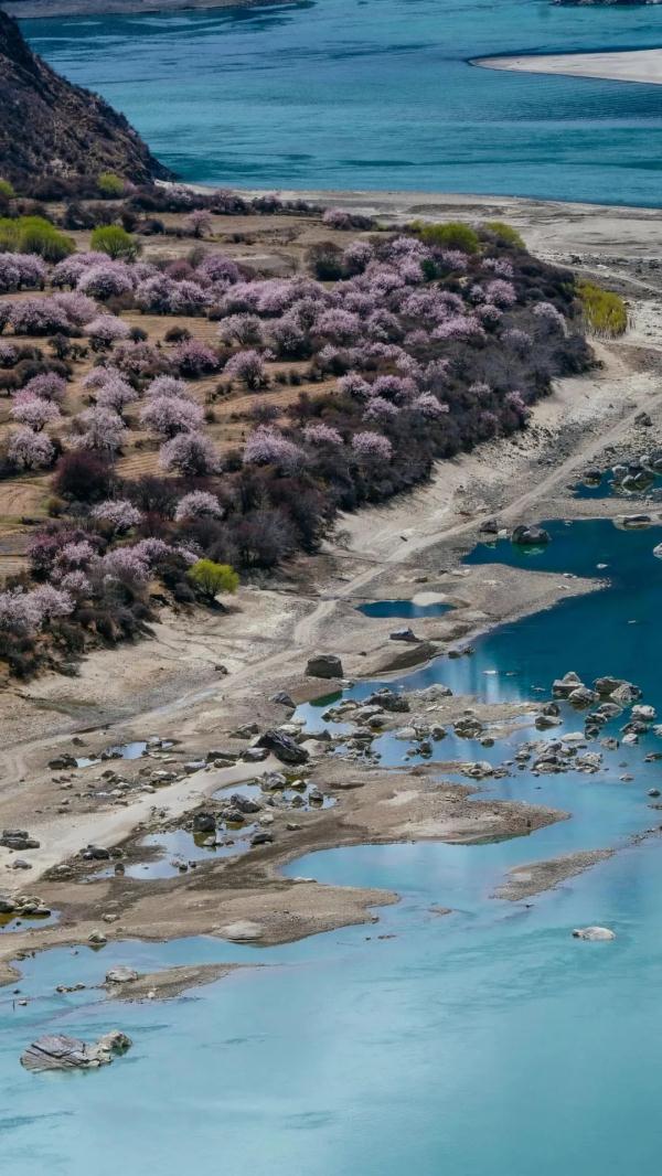 人間桃花源！林芝桃花有多絕？