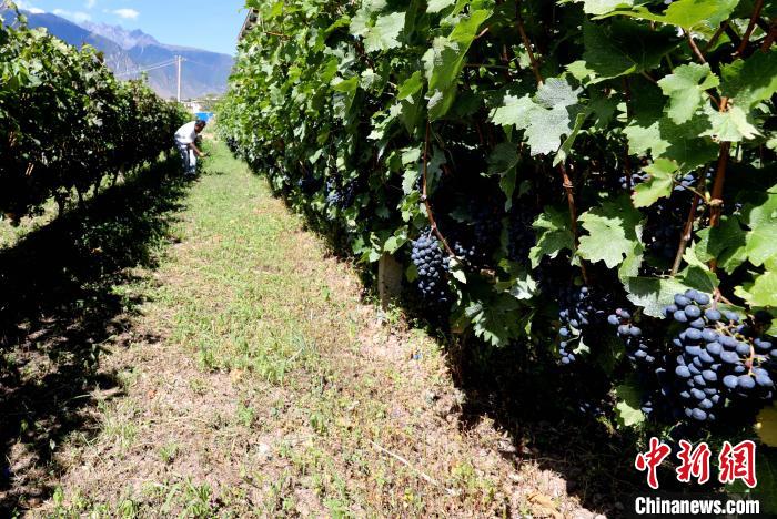 昌都芒康縣依托“兩江流域”干熱河谷地帶地理優(yōu)勢將康巴蜜橘、蘋果、甜石榴、葡萄、蜜桃等經(jīng)濟林木種植?！〔际忻⒖悼h委宣傳部供圖