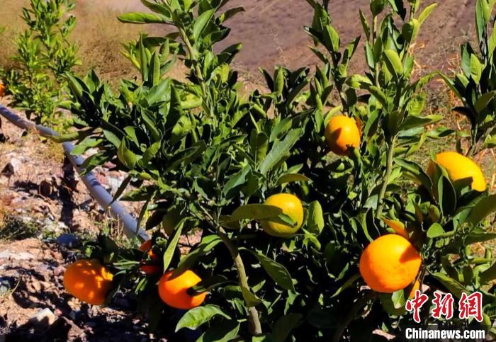 昌都芒康縣依托“兩江流域”干熱河谷地帶地理優(yōu)勢將康巴蜜橘、蘋果、甜石榴、葡萄、蜜桃等經(jīng)濟林木種植?！〔际忻⒖悼h委宣傳部供圖