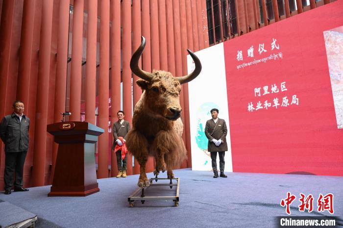 圖為阿里地區(qū)林草局捐贈(zèng)的金絲野牦牛標(biāo)本。　趙朗 攝