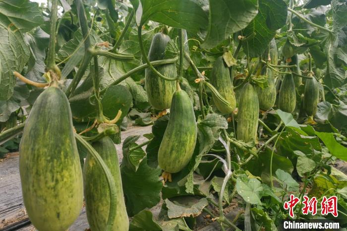 西藏海拔4400多米康馬縣甜瓜、西瓜豐收