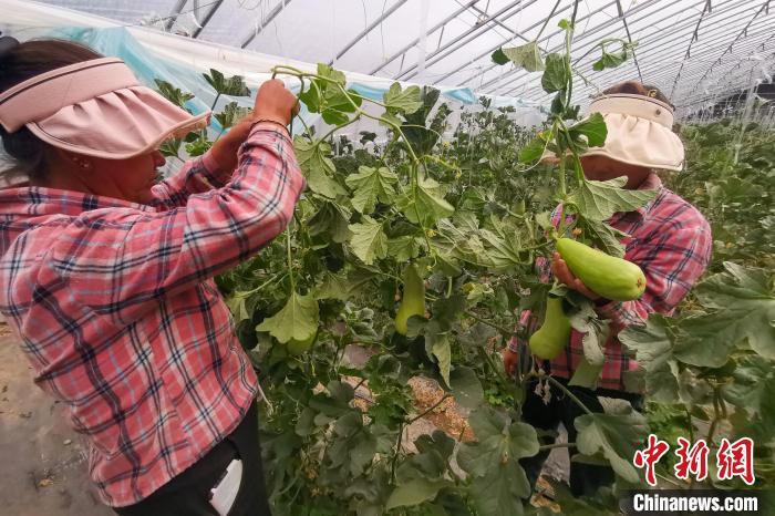 工作人員打理高原溫室大棚?！⒔ㄜ?攝