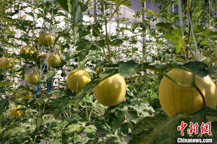 圖為康馬縣大棚內的金太陽西瓜?！⒔ㄜ?攝