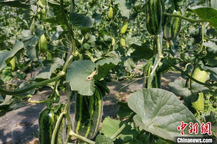 圖為西藏康馬縣大棚內的博洋九號甜瓜?！⒔ㄜ?攝