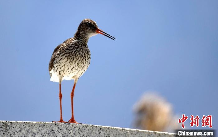 圖為6月22日，棲息在拉魯濕地的紅腳鷸?！±盍?攝