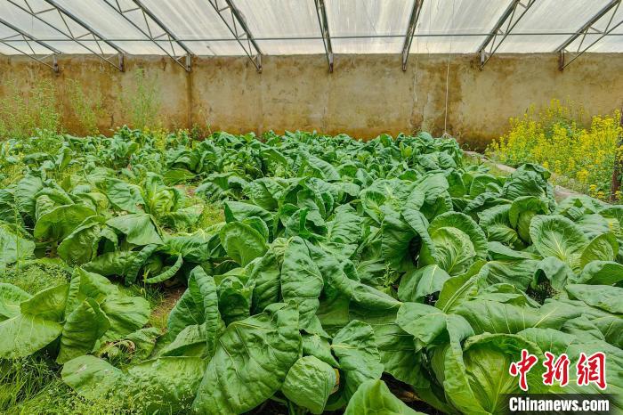 公珠湖執(zhí)勤點(diǎn)的大棚蔬菜，種菜是該執(zhí)勤點(diǎn)輪換民警們的日常?！↓埿▲P 攝