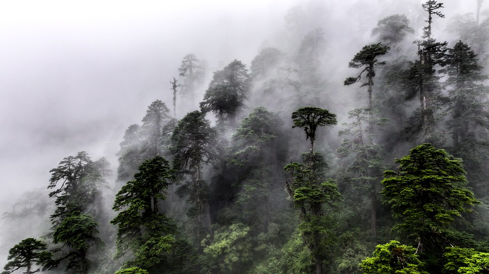 水霧蒸騰，滿目皆綠。張澤坤攝