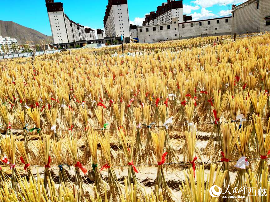 整個村莊沉浸在收獲的喜悅中。人民網(wǎng) 李海霞攝