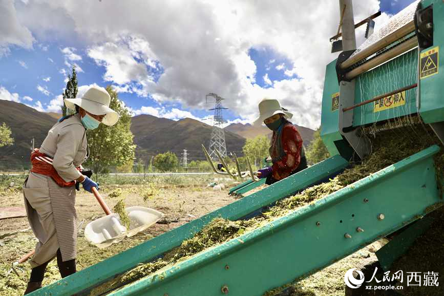 曲水茶巴拉村民正在包裝青飼玉米。人民網(wǎng)記者 次仁羅布攝