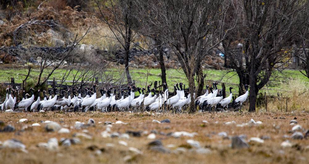黑頸鶴在濕地上閑庭信步。索多攝