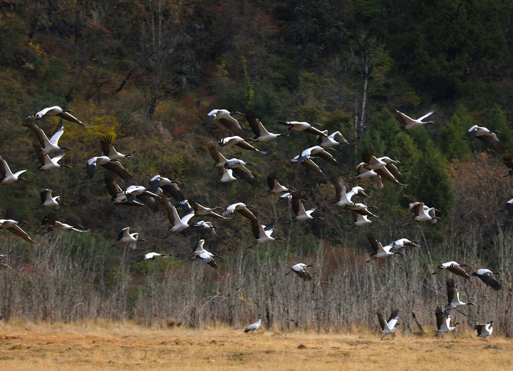 黑頸鶴蹁躚起舞美如畫。益西旦增攝