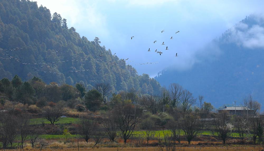 成群的黑頸鶴為冬日高原增添生機(jī)。益西旦增攝
