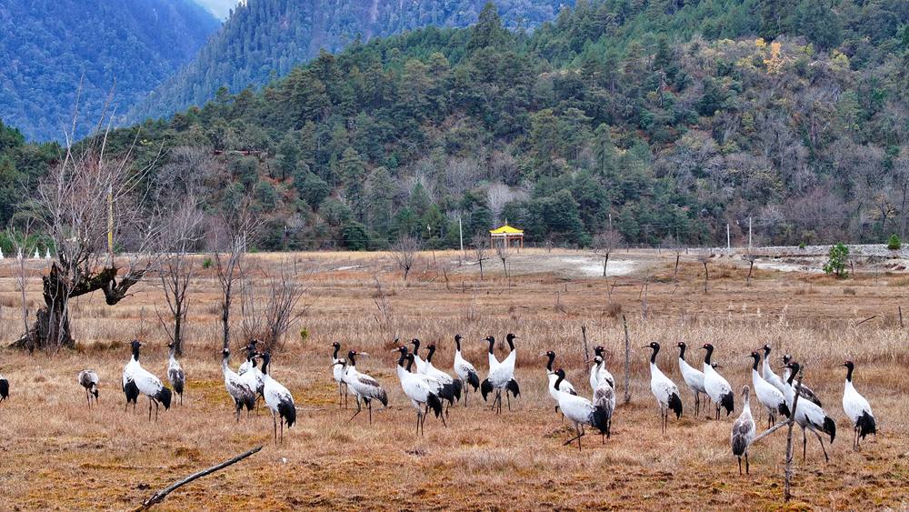 在濕地上閑庭信步的黑頸鶴。張寧攝
