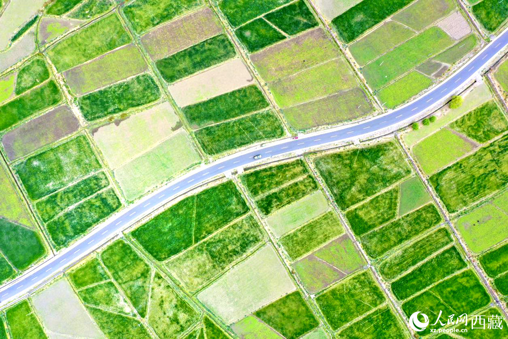 無(wú)人機(jī)視角下的西藏山南市瓊結(jié)農(nóng)田。人民網(wǎng)記者 次仁羅布攝