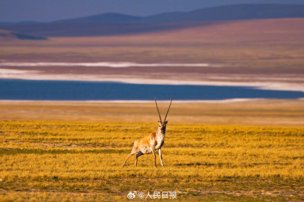 可愛壁紙上新！藏羚羊就是高原上的精靈吧