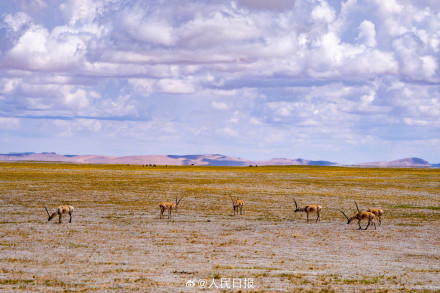 可愛壁紙上新！藏羚羊就是高原上的精靈吧