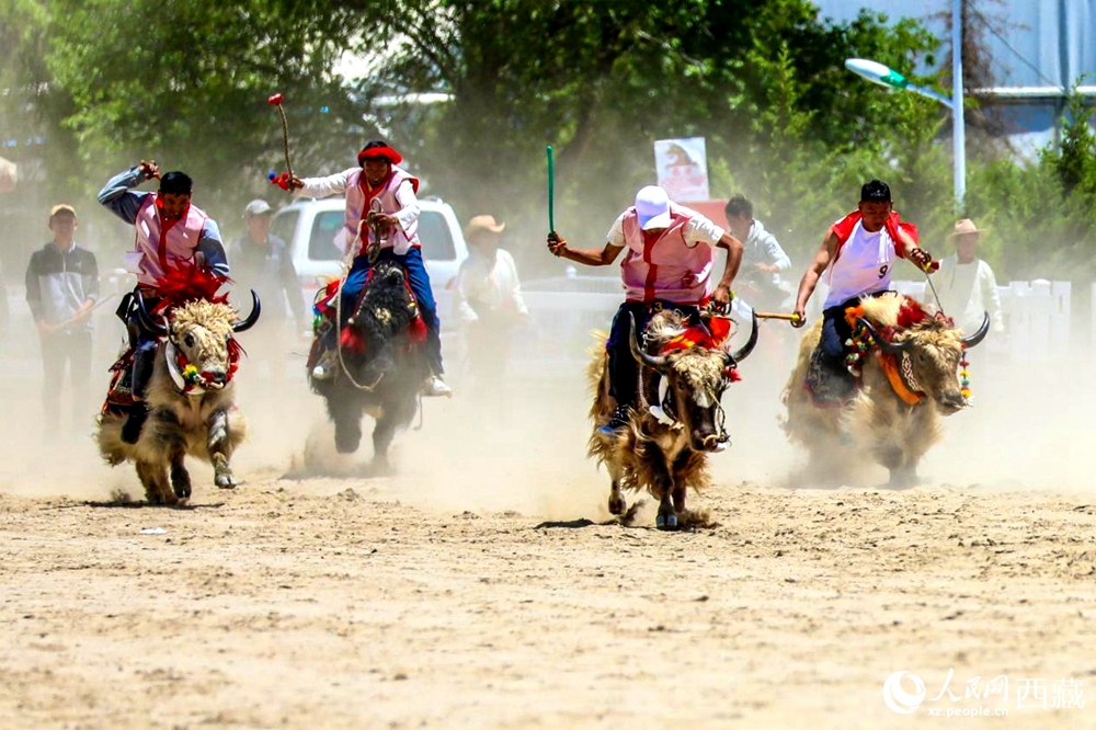 拉薩首屆農(nóng)牧民運動會上的賽牦牛比賽。