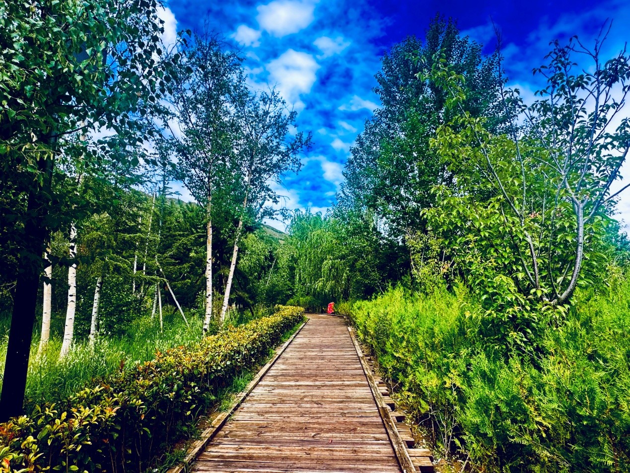 郁郁蔥蔥的南山公園。人民網(wǎng)記者 益西康珠攝