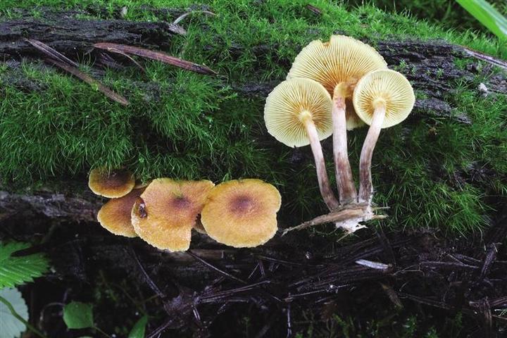 科研團(tuán)隊(duì)解鎖青藏高原大型真菌新密碼