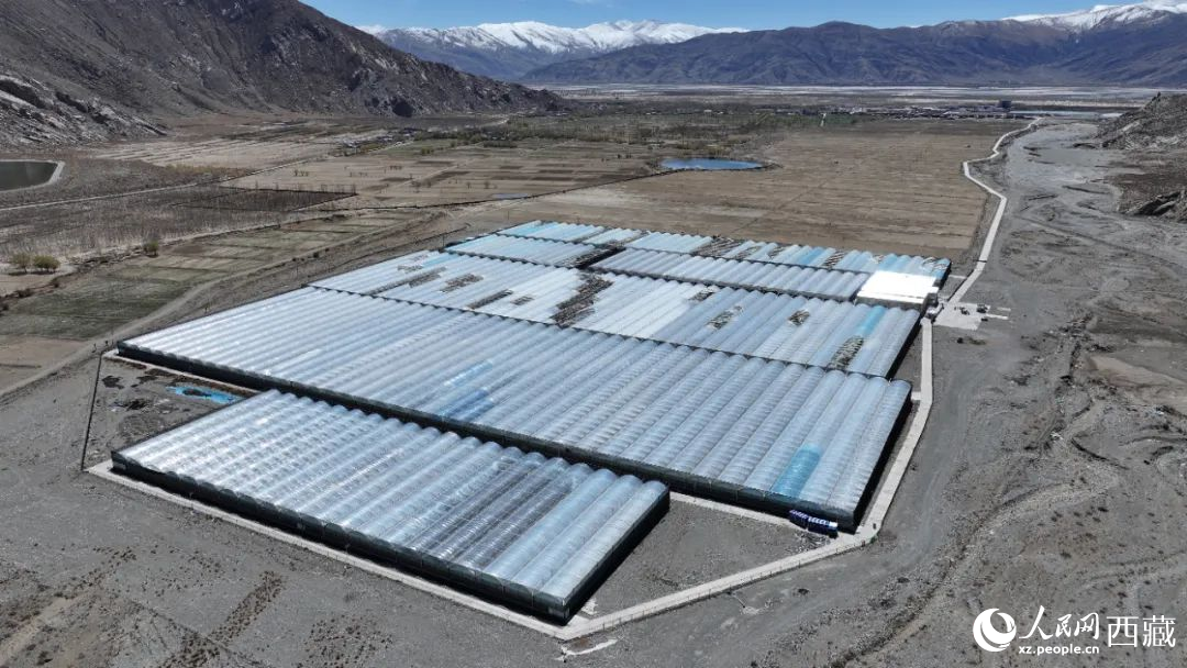 戈壁田園全景。次仁龍布攝