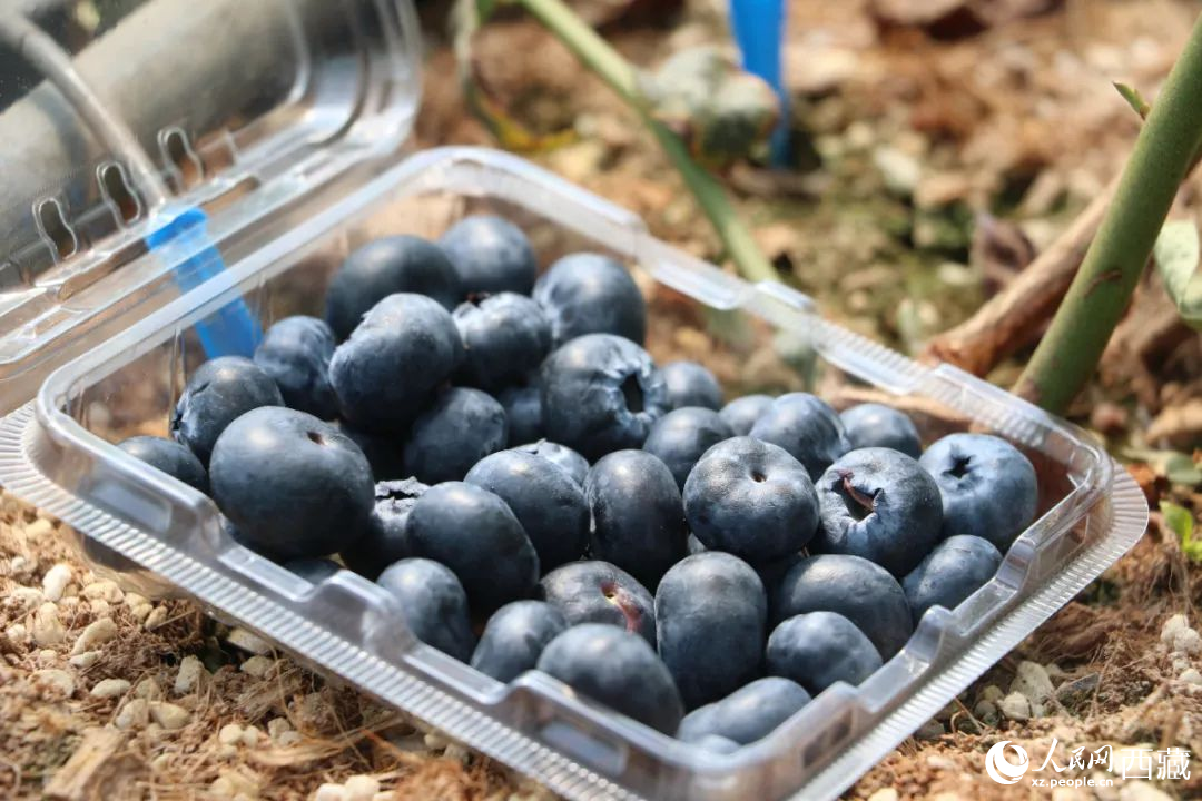藍(lán)莓表面覆蓋著天然果霜。次仁龍布攝