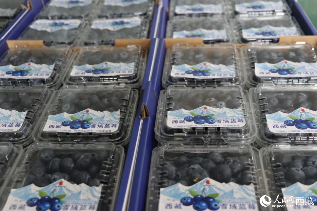 包裝好的藍(lán)莓。次仁龍布攝