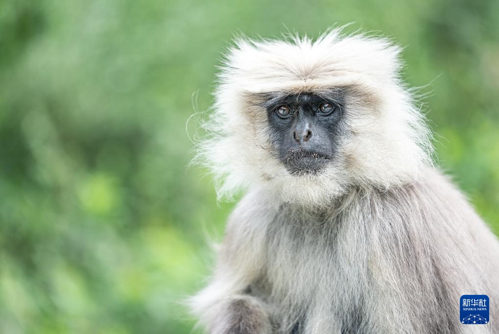 西藏亞東：長(zhǎng)尾葉猴下山“會(huì)客”