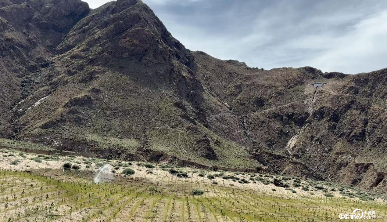 拉薩南北山綠化工程貢嘎段11號(hào)片區(qū)（攝影 李婷婷）