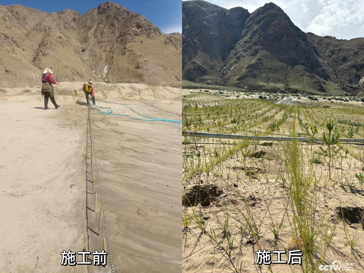 拉薩南北山綠化工程貢嘎段11號(hào)片區(qū)生態(tài)修復(fù)工程實(shí)施前后對(duì)比圖