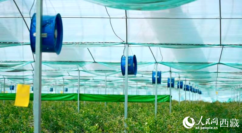 藍(lán)莓種植的智能溫室場景。羅雨欣攝