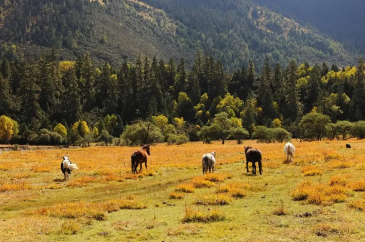 懂西藏的人，一定不會錯過林芝的秋天