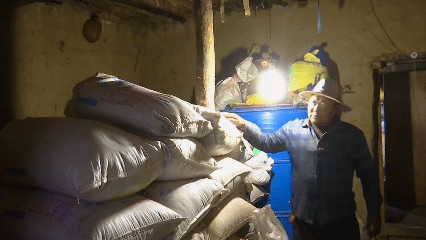 青稞“蛻變”，牦?！俺鋈Α?！看西藏農(nóng)牧民的“十四五”豐收答卷