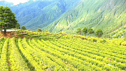 青稞“蛻變”，牦牛“出圈”！看西藏農(nóng)牧民的“十四五”豐收答卷