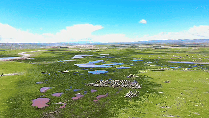 青稞“蛻變”，牦?！俺鋈Α?！看西藏農(nóng)牧民的“十四五”豐收答卷