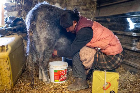 次仁普尺正在擠牛奶。人民網(wǎng)記者 翁奇羽攝