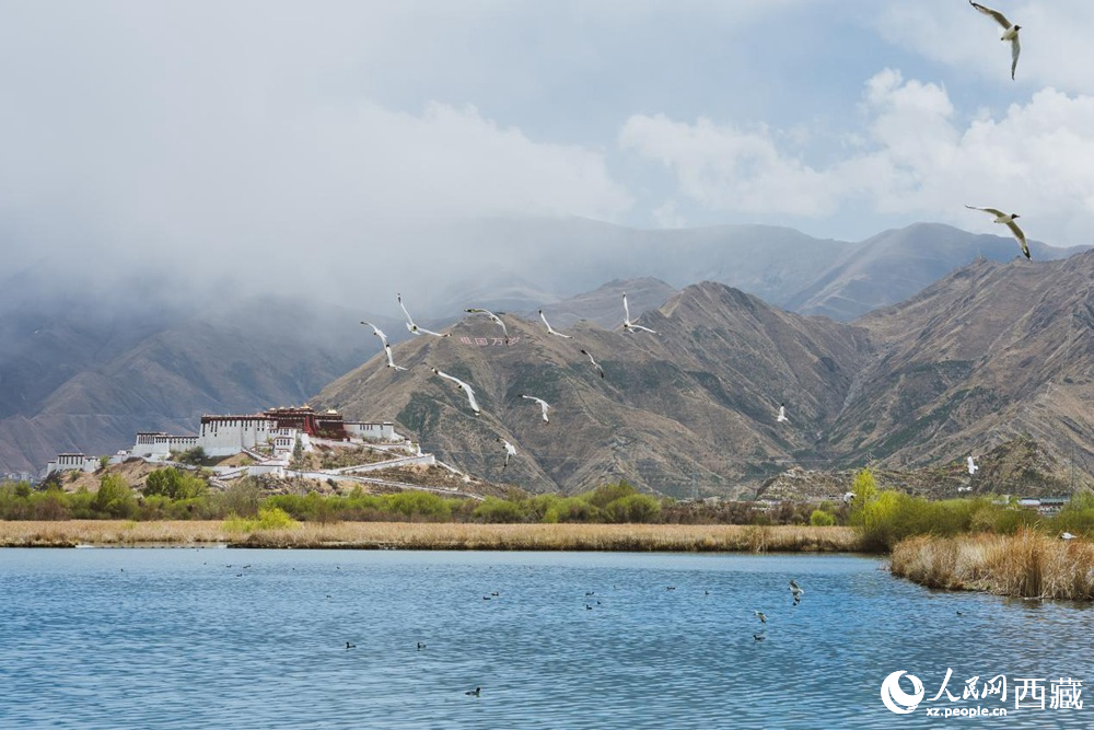 拉魯濕地呈現(xiàn)一幅流動(dòng)的國(guó)風(fēng)畫卷。曹曦元攝