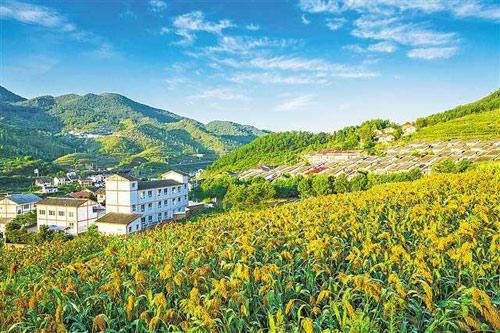 【理上網(wǎng)來o輝煌十九大】鄉(xiāng)村振興戰(zhàn)略：更綜合、全面、系統(tǒng)的發(fā)展戰(zhàn)略