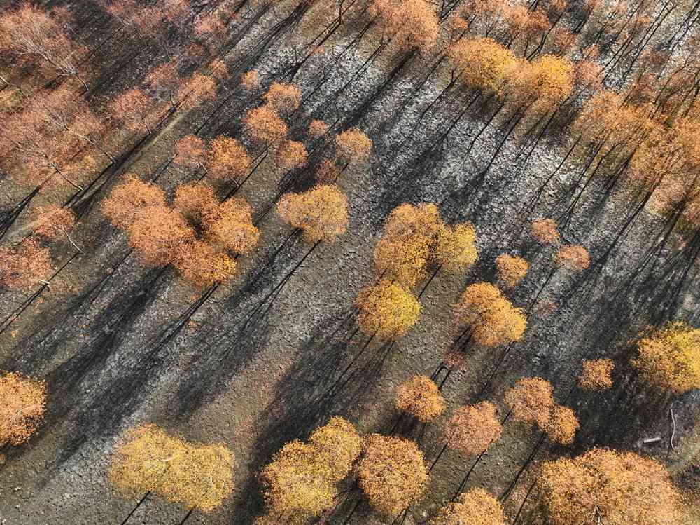 入冬時節(jié)，雅魯藏布江畔的樹林一片金黃。