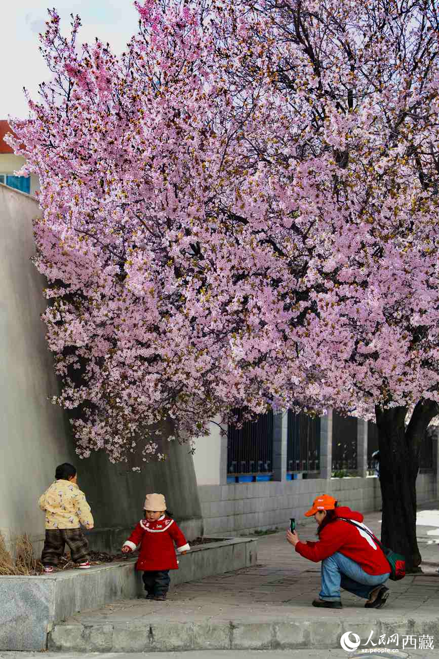 桃林下，拉薩市民游客樂享春光。人民網(wǎng)記者 次仁羅布攝