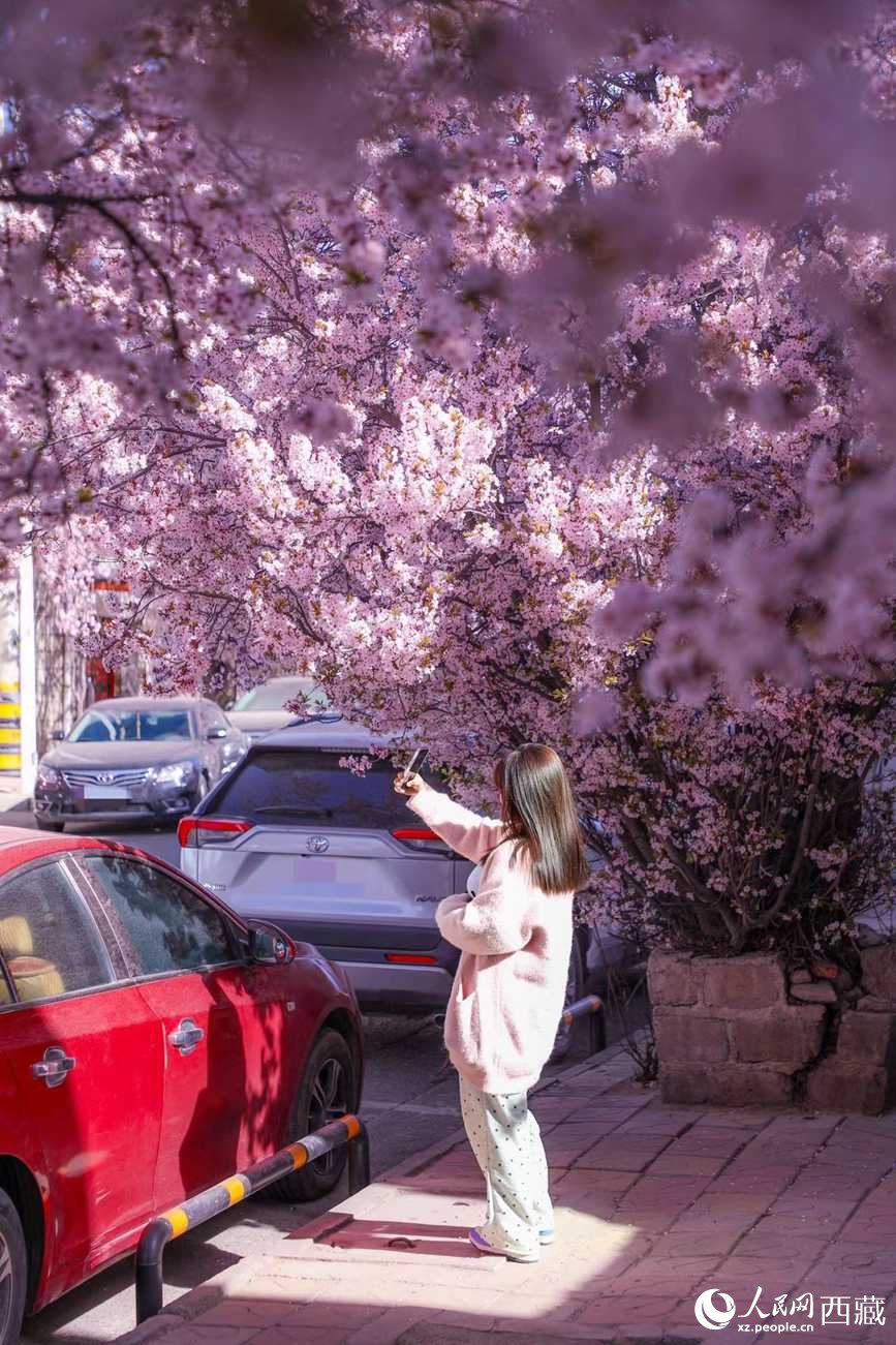 桃林下，拉薩市民游客樂享春光。人民網(wǎng)記者 次仁羅布攝