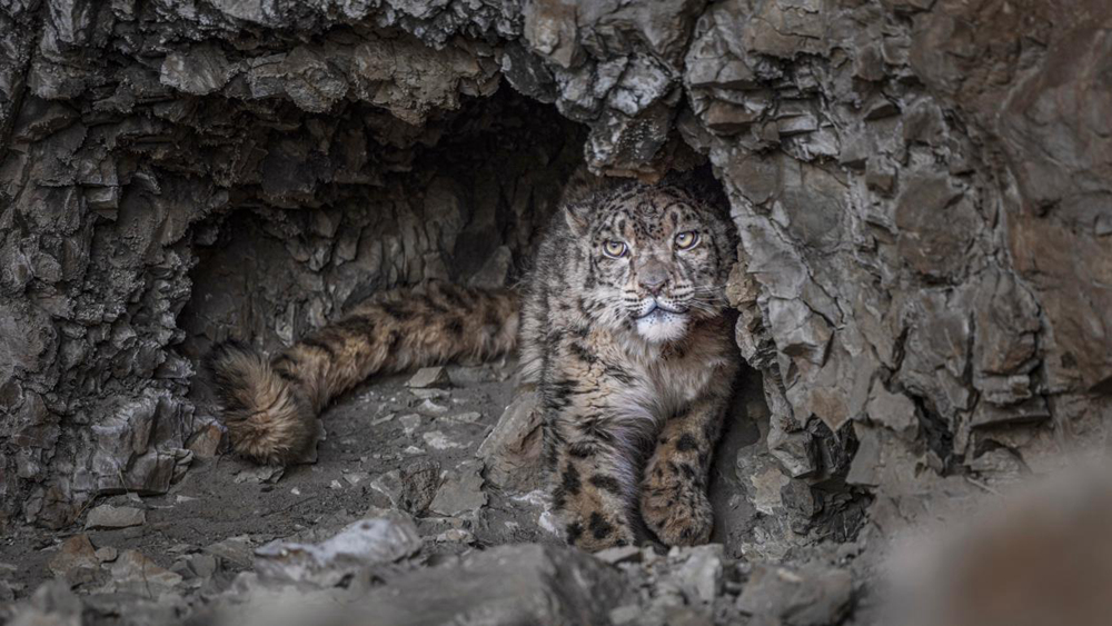 “高原精靈”雪豹。尼瑪多吉攝