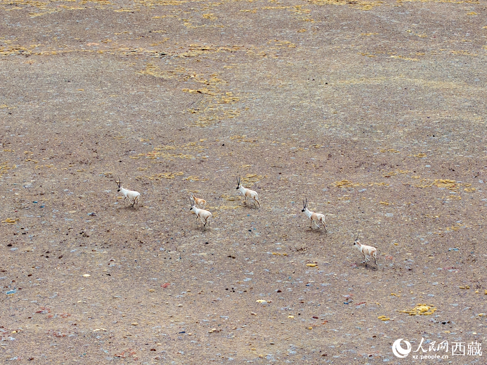 藏北羌塘：萬(wàn)類(lèi)霜天競(jìng)自由
