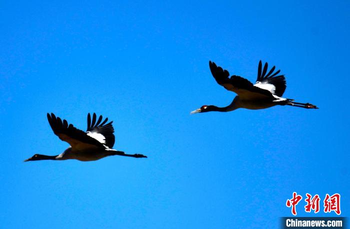 西藏拉薩:“高原精靈”黑頸鶴開啟越冬