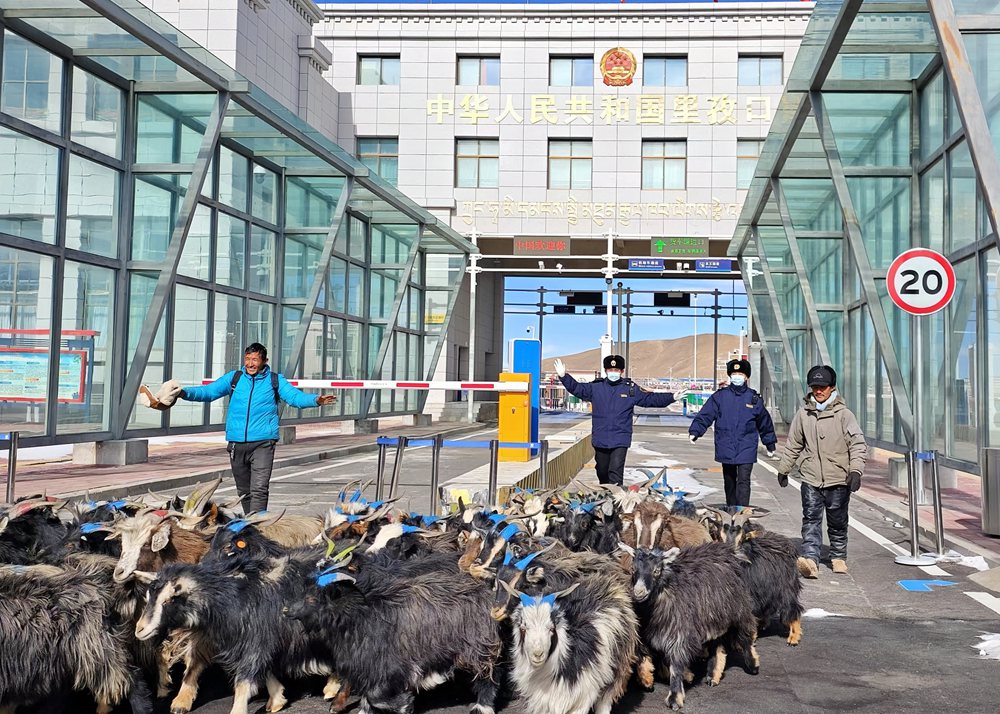 海關關員監(jiān)管驗放出口活羊。次旺久美攝