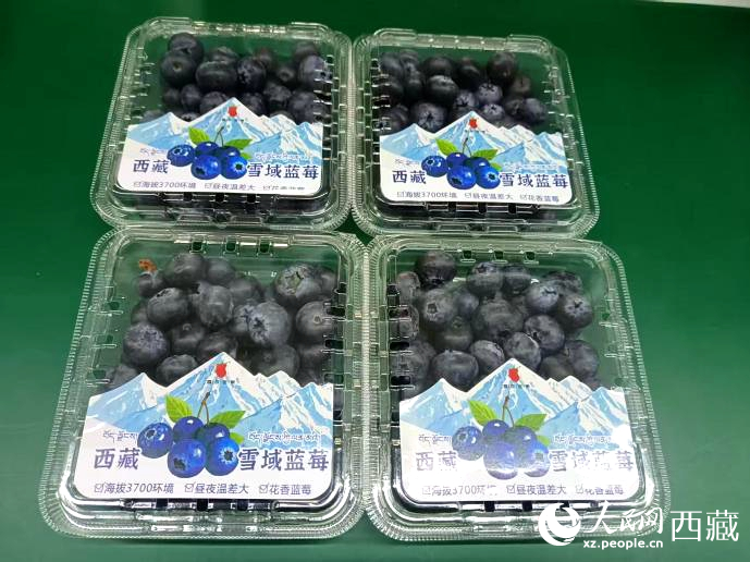 西藏雪域藍(lán)莓。羅雨欣攝