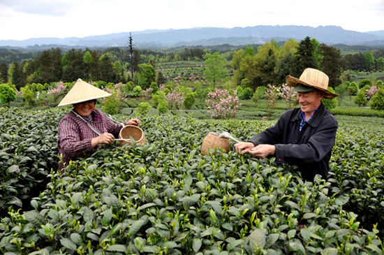 貴州省湄潭縣大力發(fā)展茶葉產(chǎn)業(yè)，60萬畝生態(tài)茶園實現(xiàn)了“綠水青山變成金山銀山”，生態(tài)與經(jīng)濟協(xié)調(diào)發(fā)展。圖為湄潭縣湄江街道金花村茶農(nóng)采茶 瞿欣含攝 _副本.jpg