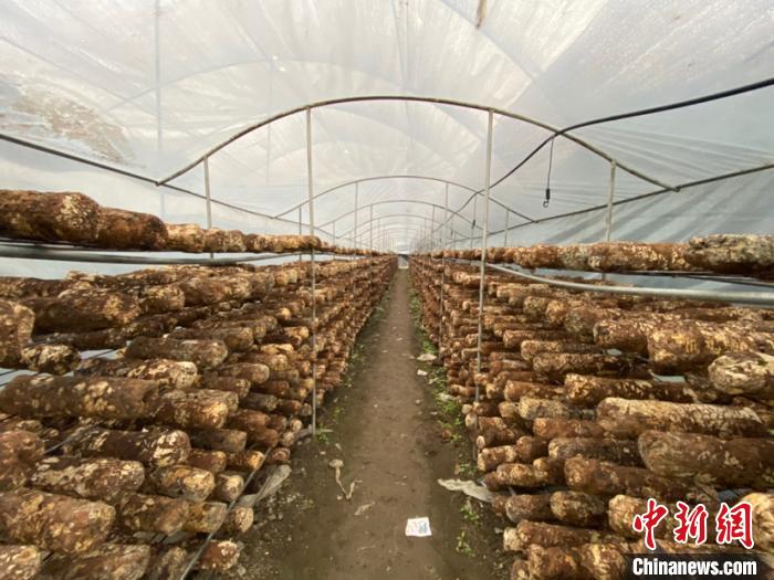 圖為基地里的食用菌菌棒?！Ⅸi 攝