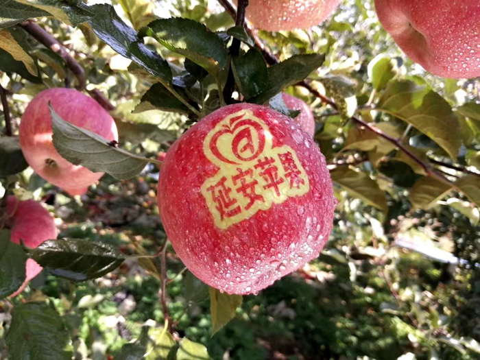 延安蘋(píng)果。柳林鎮(zhèn)果技站供圖。